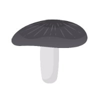 Ridderhat