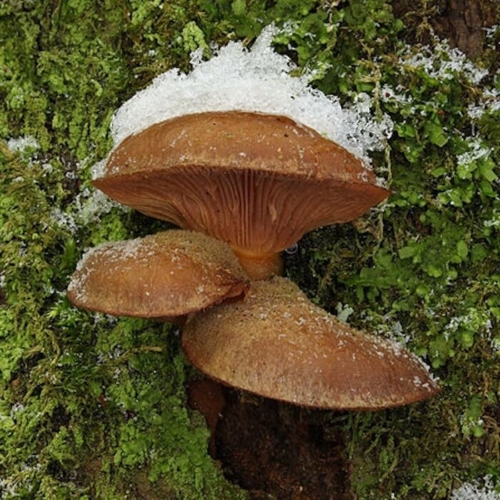 Gummihat