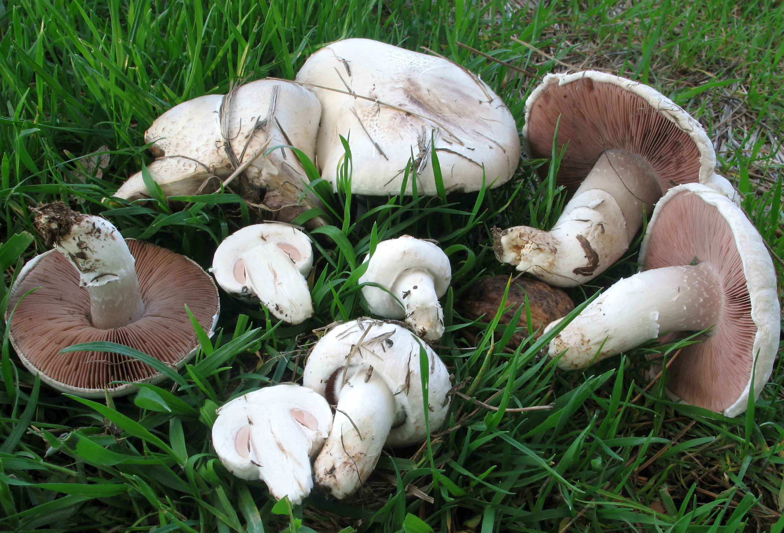 Mark-Champignon1
