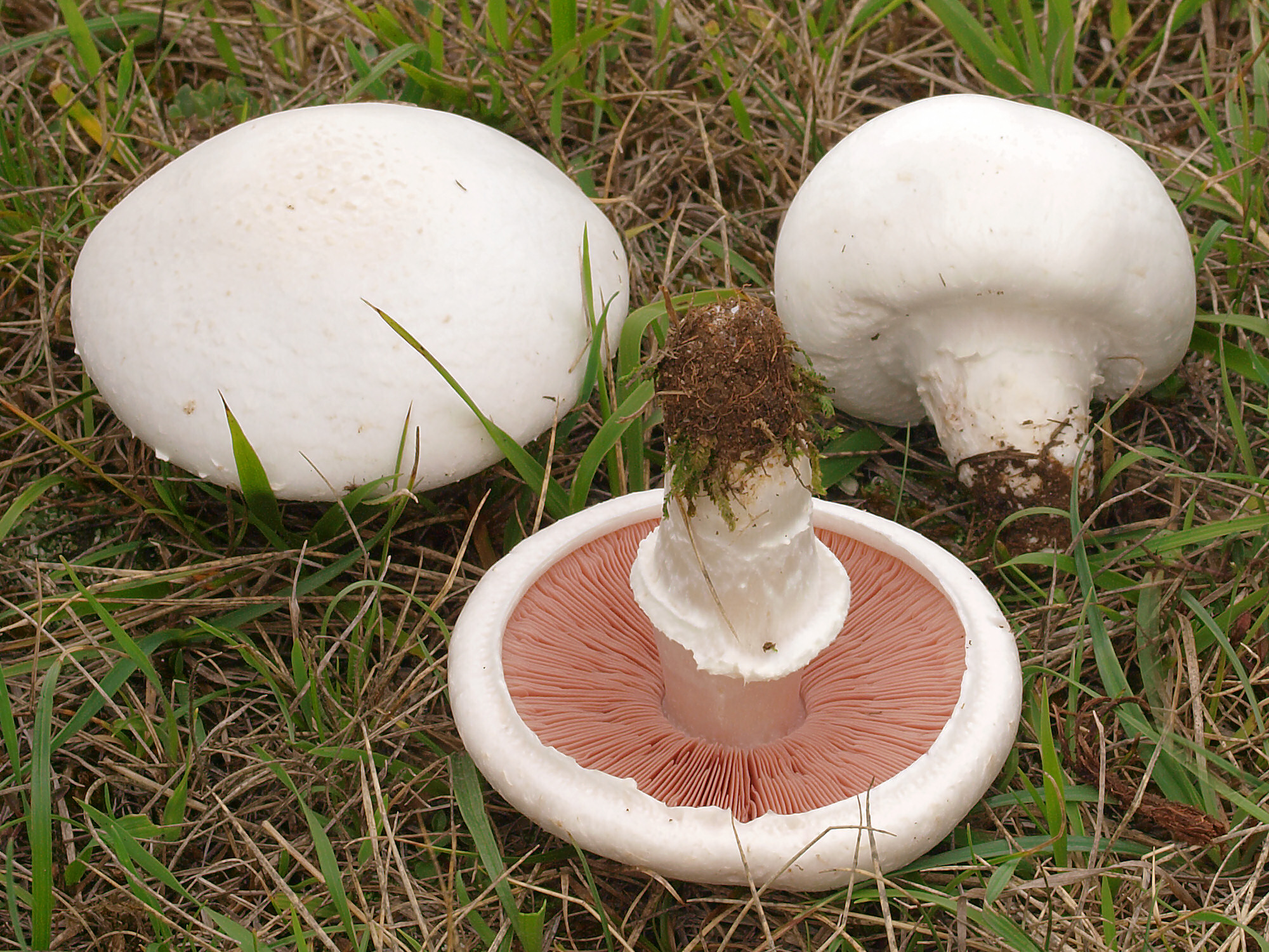 Mark-Champignon2