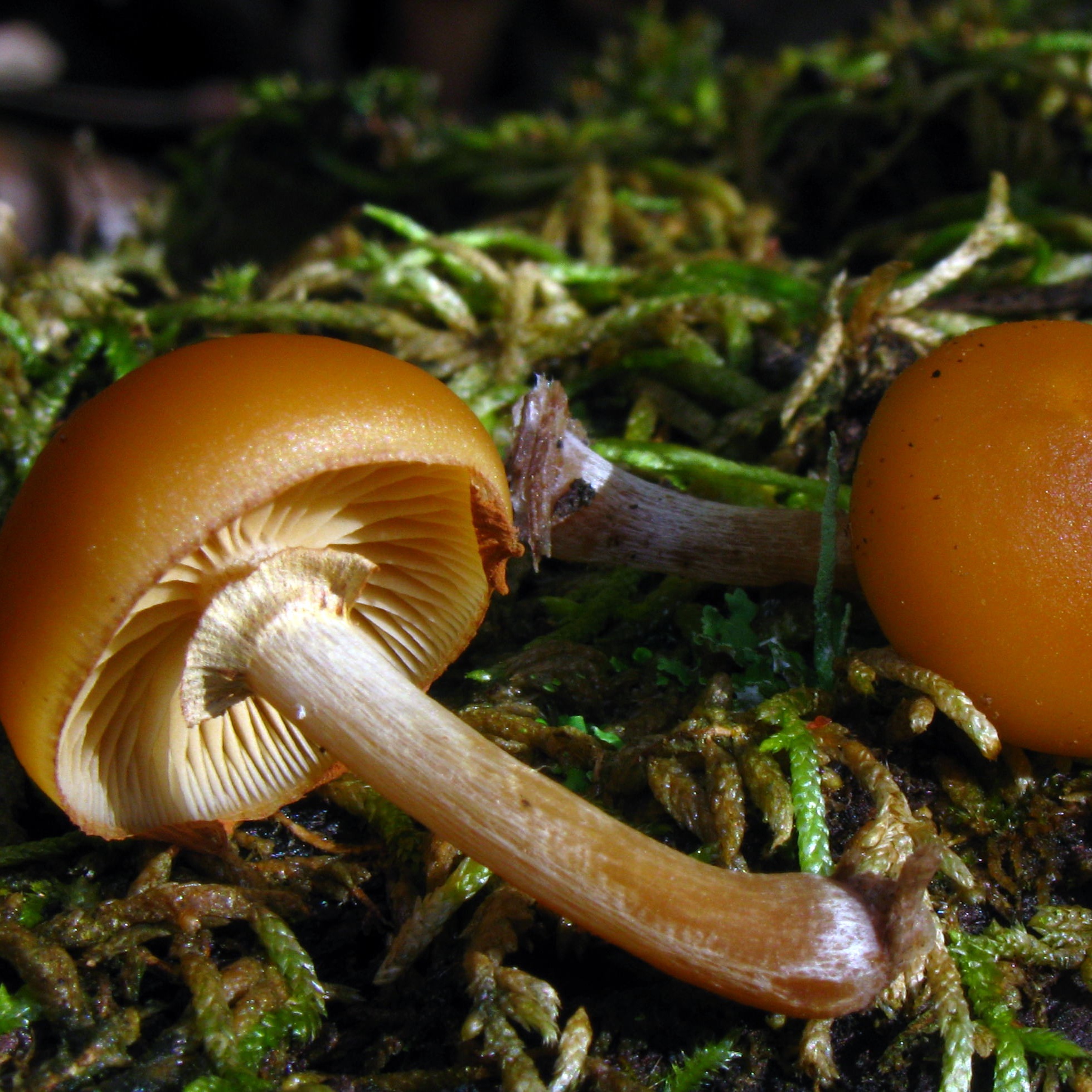 Randbæltet Hjelmhat