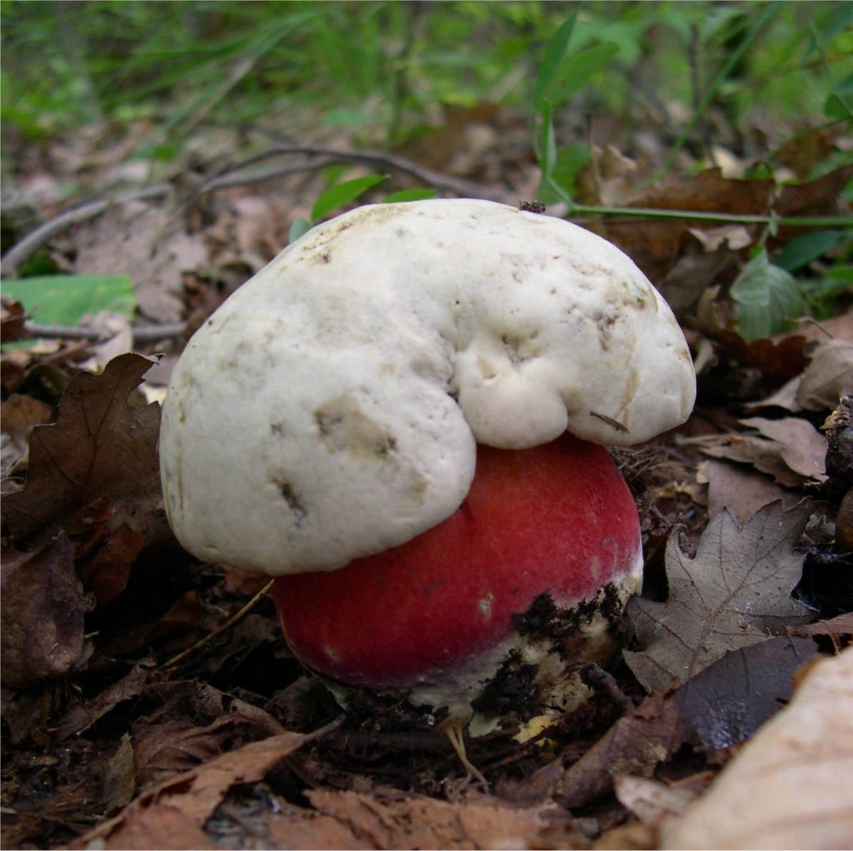 Giftige i Danmark - Shroomi