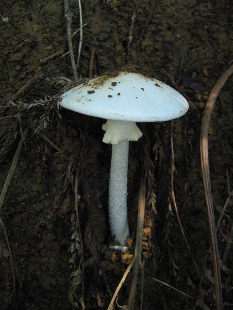 Snehvid Fluesvamp2
