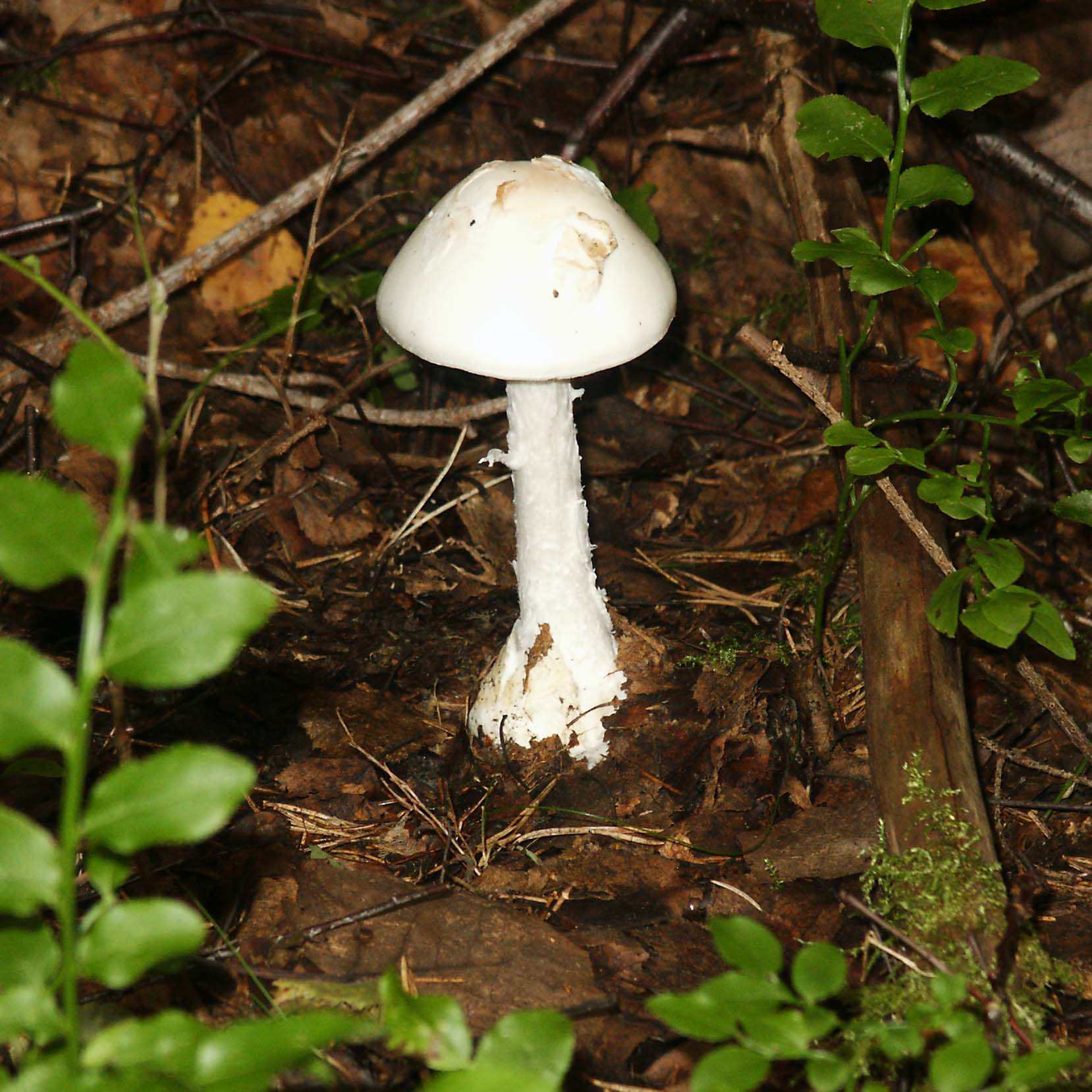 Snehvid Fluesvamp