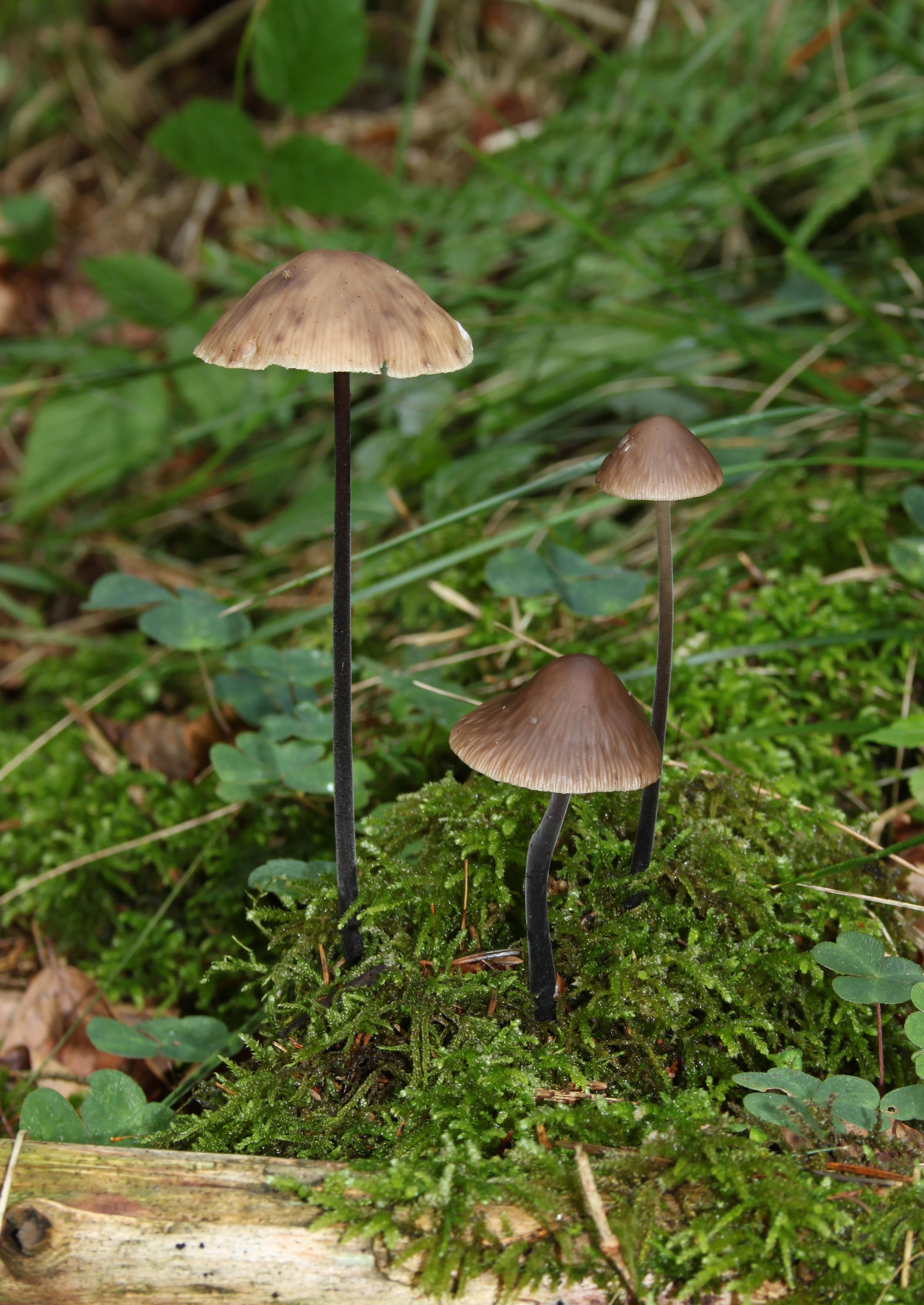 Stor Løghat1