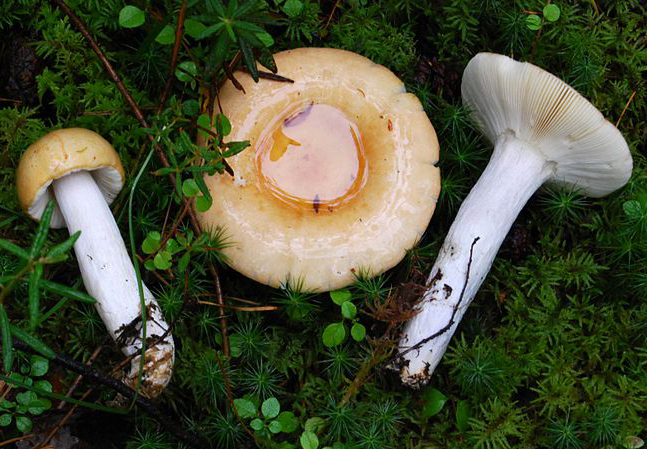 Afblegende Skørhat3