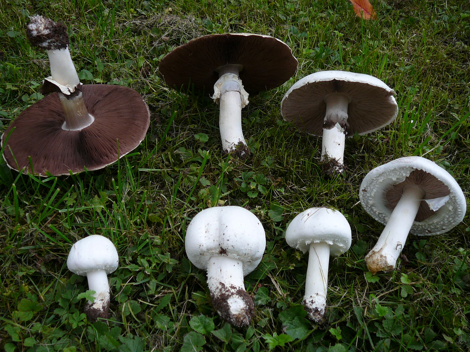 Ager-Champignon1