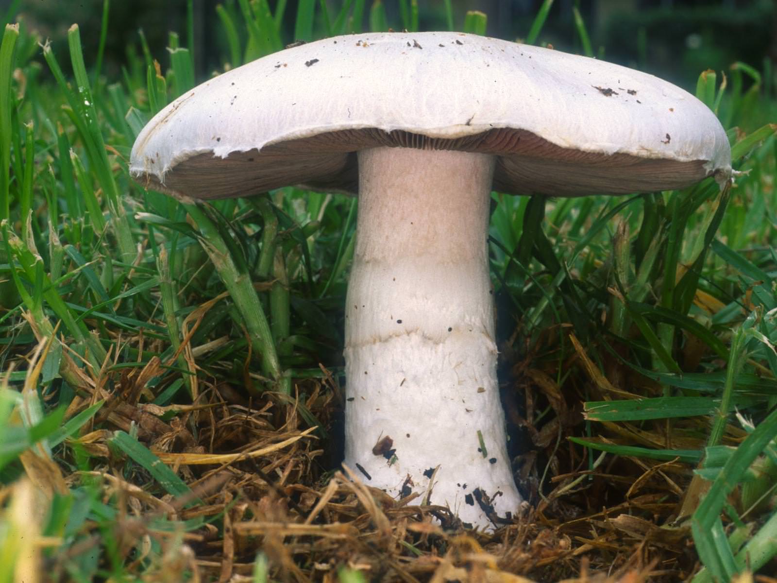 Ager-Champignon2