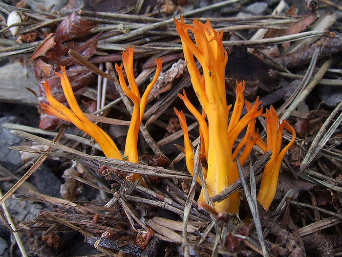 Almindelig Guldgaffel