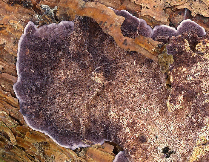 Almindelig Violporesvamp