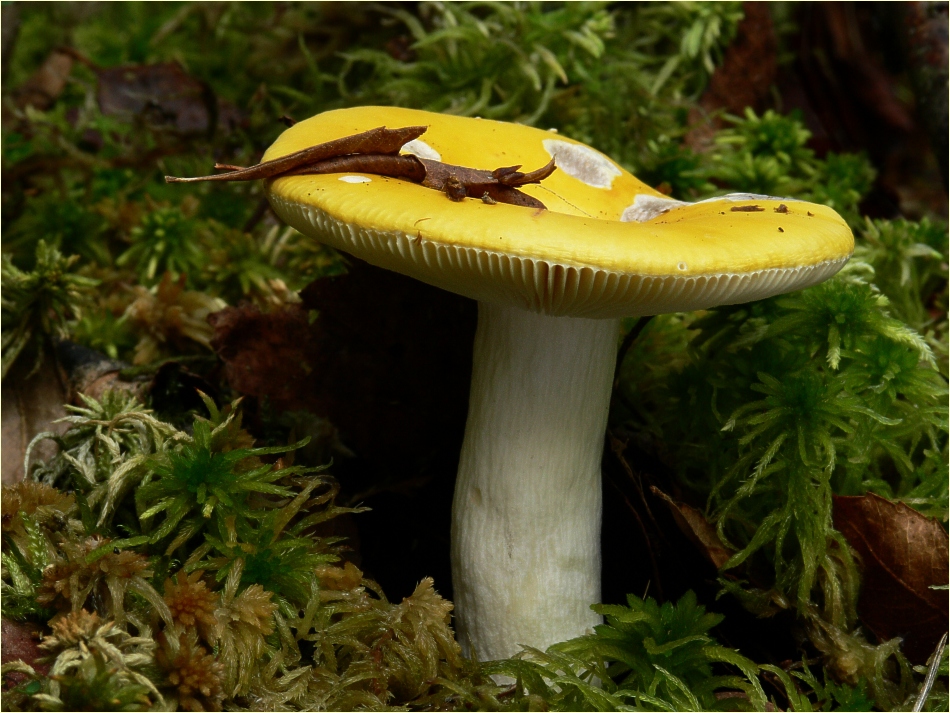 Birke-Skørhat2