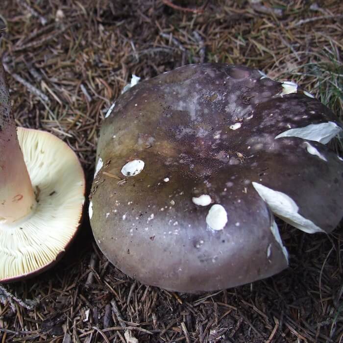 Skørhat Shroomi