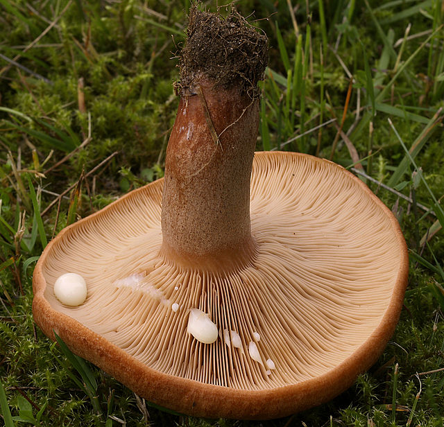 Ege-Mælkehat2