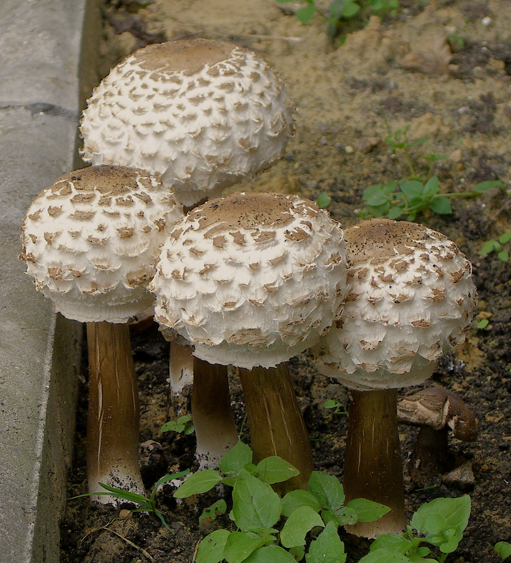 Giftig Parasolhat2