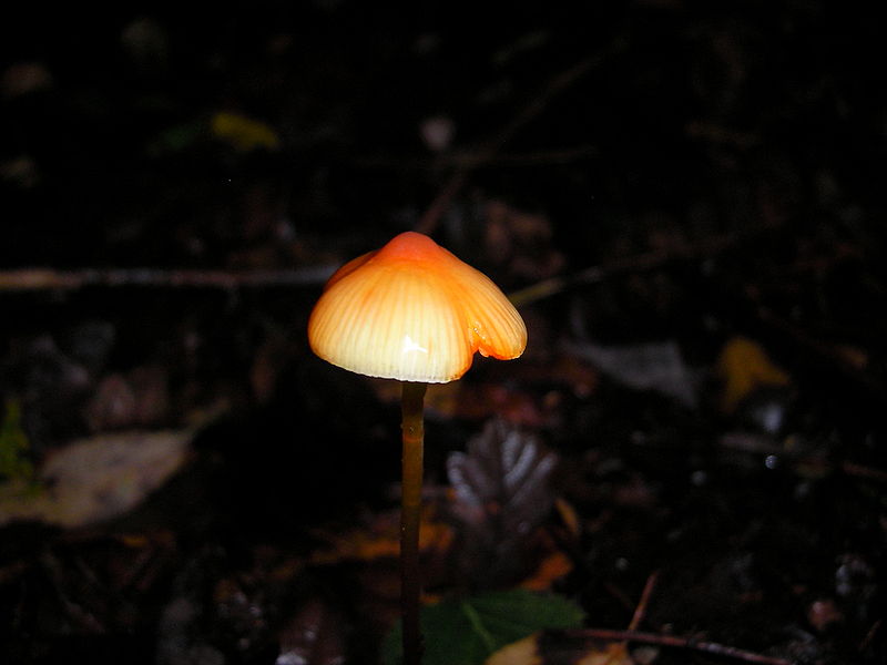 Gulmælket Huesvamp3