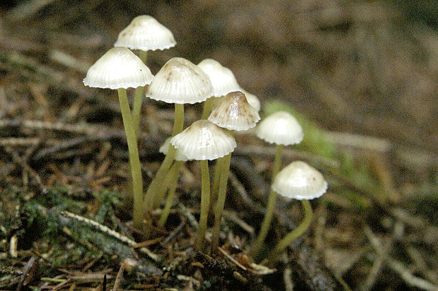 Gulstokket Huesvamp2