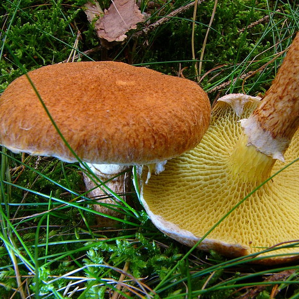 Hulstokket Slimrørhat