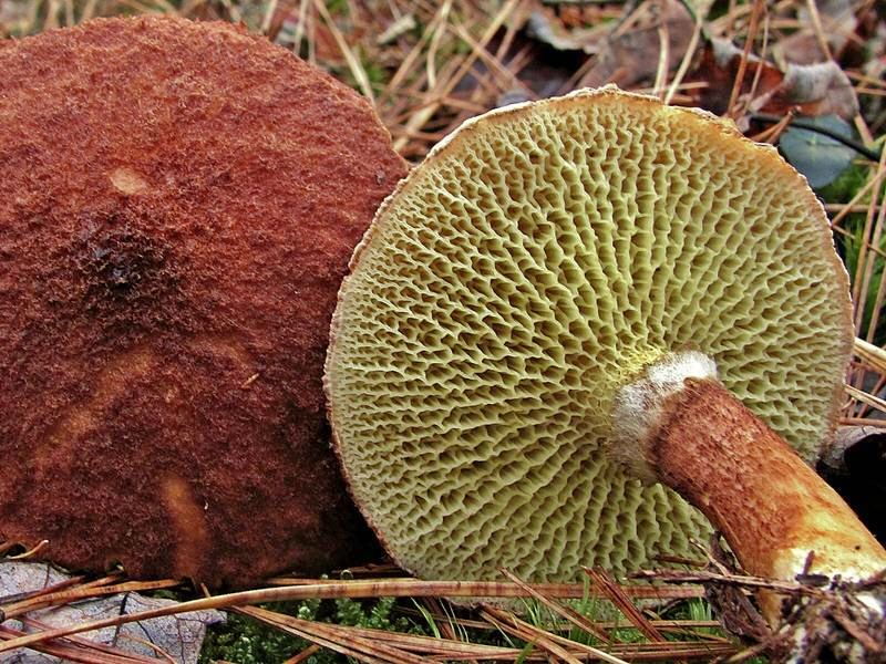 Hulstokket Slimrørhat2