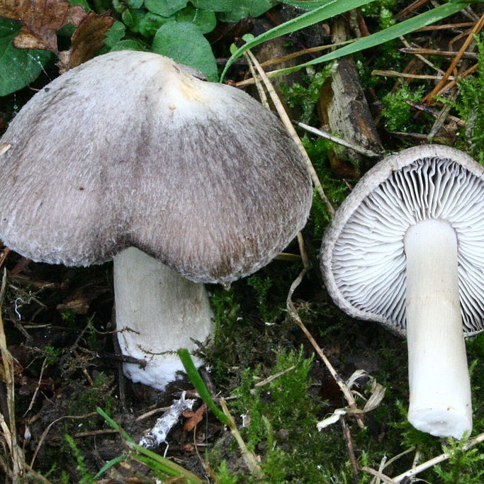 Jordfarvet Ridderhat