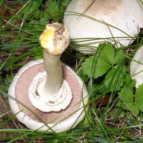 Karbol-Champignon