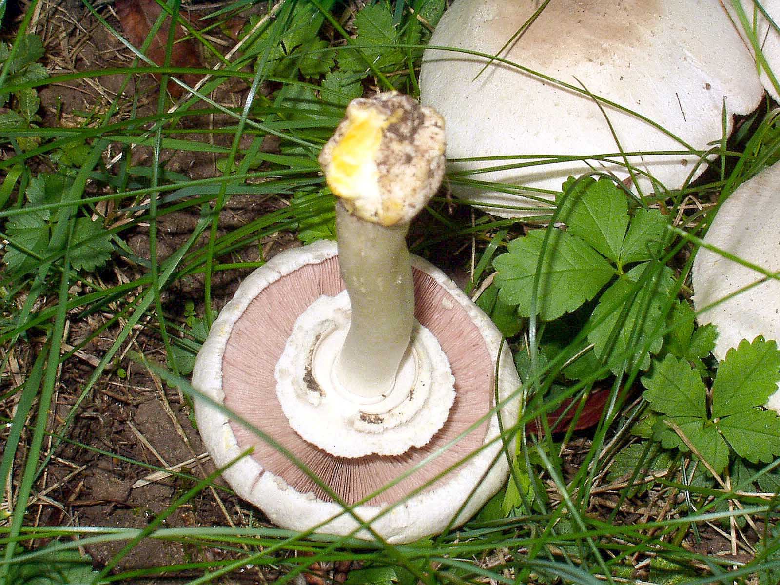 Karbol-Champignon