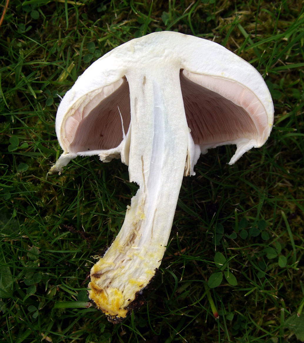 Karbol-Champignon1
