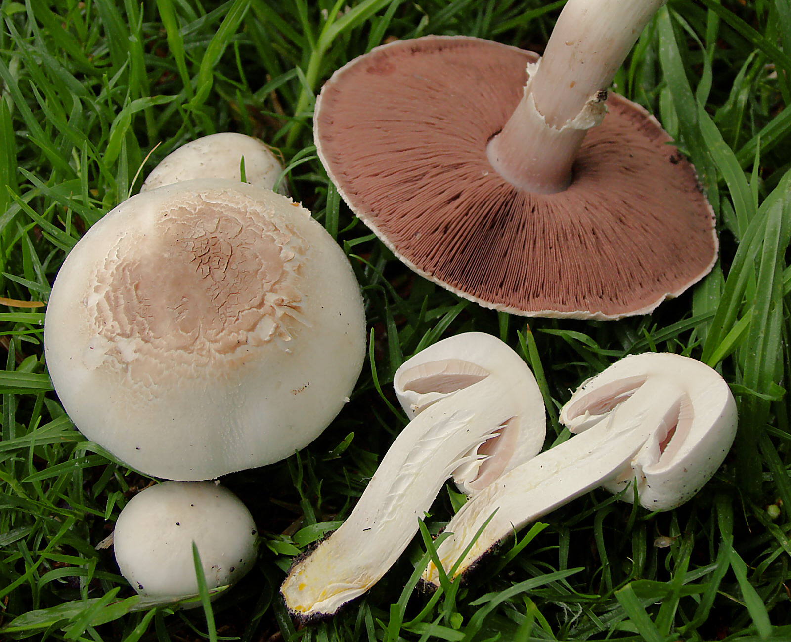 Karbol-Champignon2