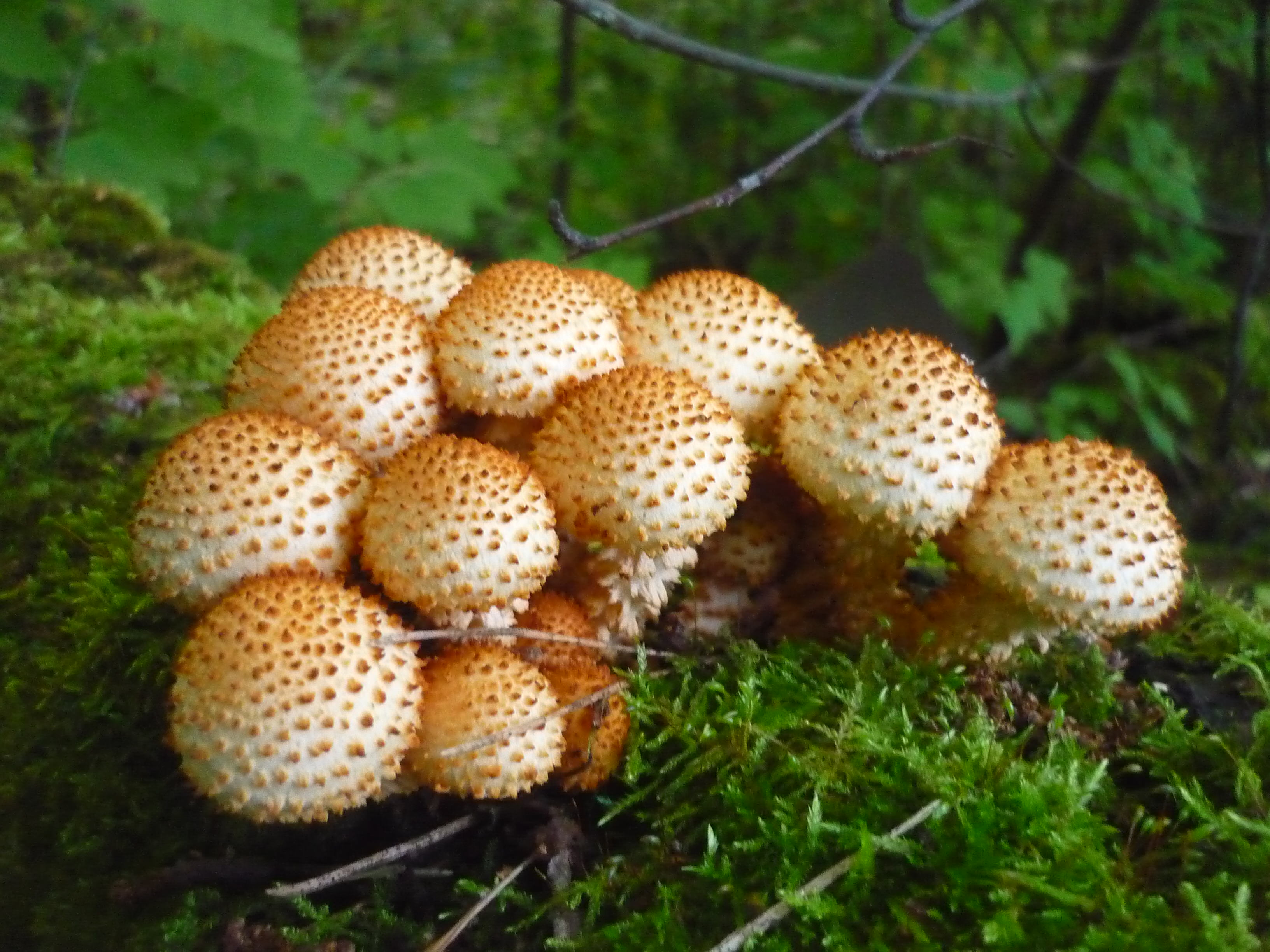 Krumskællet skælhat1