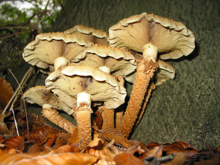 Krumskællet Skælhat