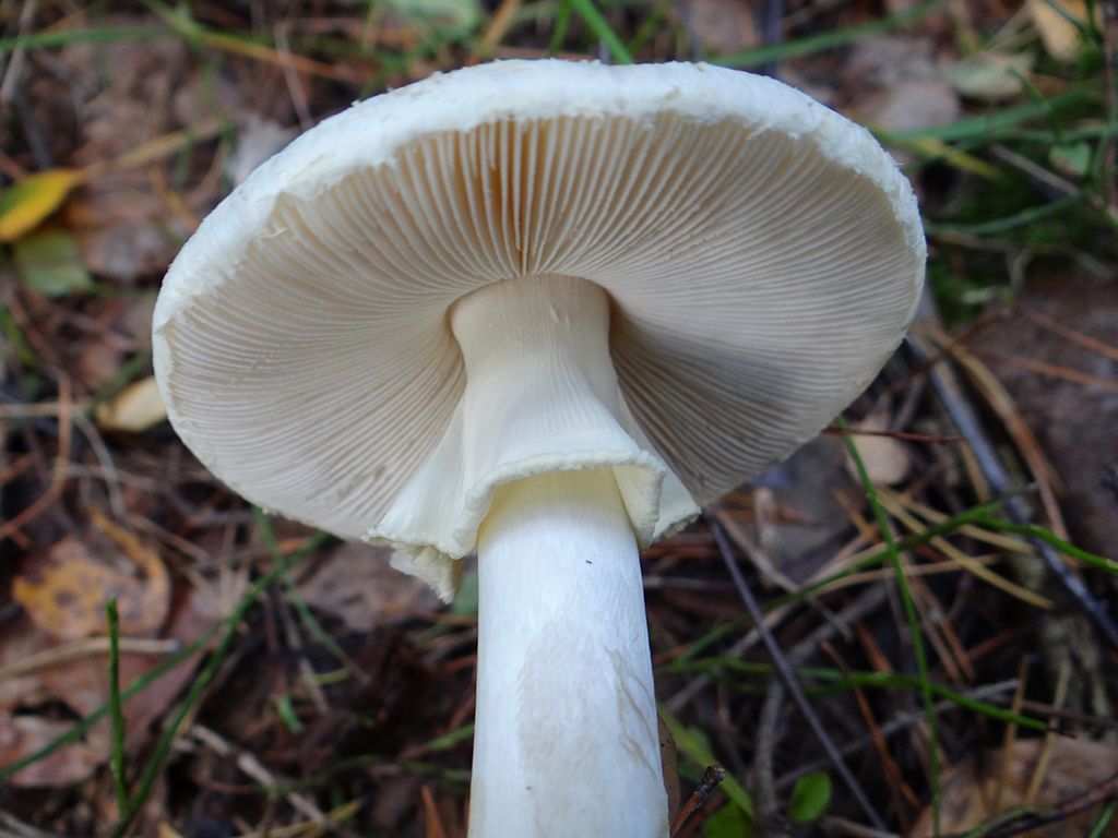 Kugleknoldet Fluesvamp3