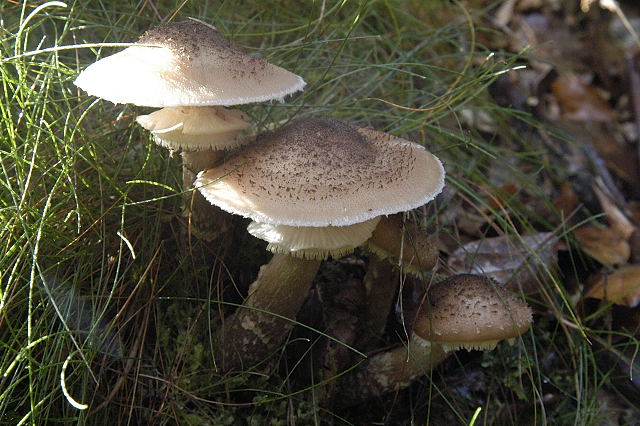 Mørk Honningsvamp2