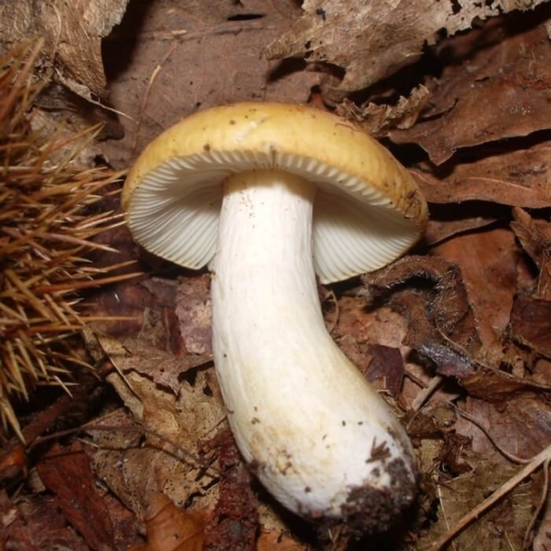 Okkergul Skørhat