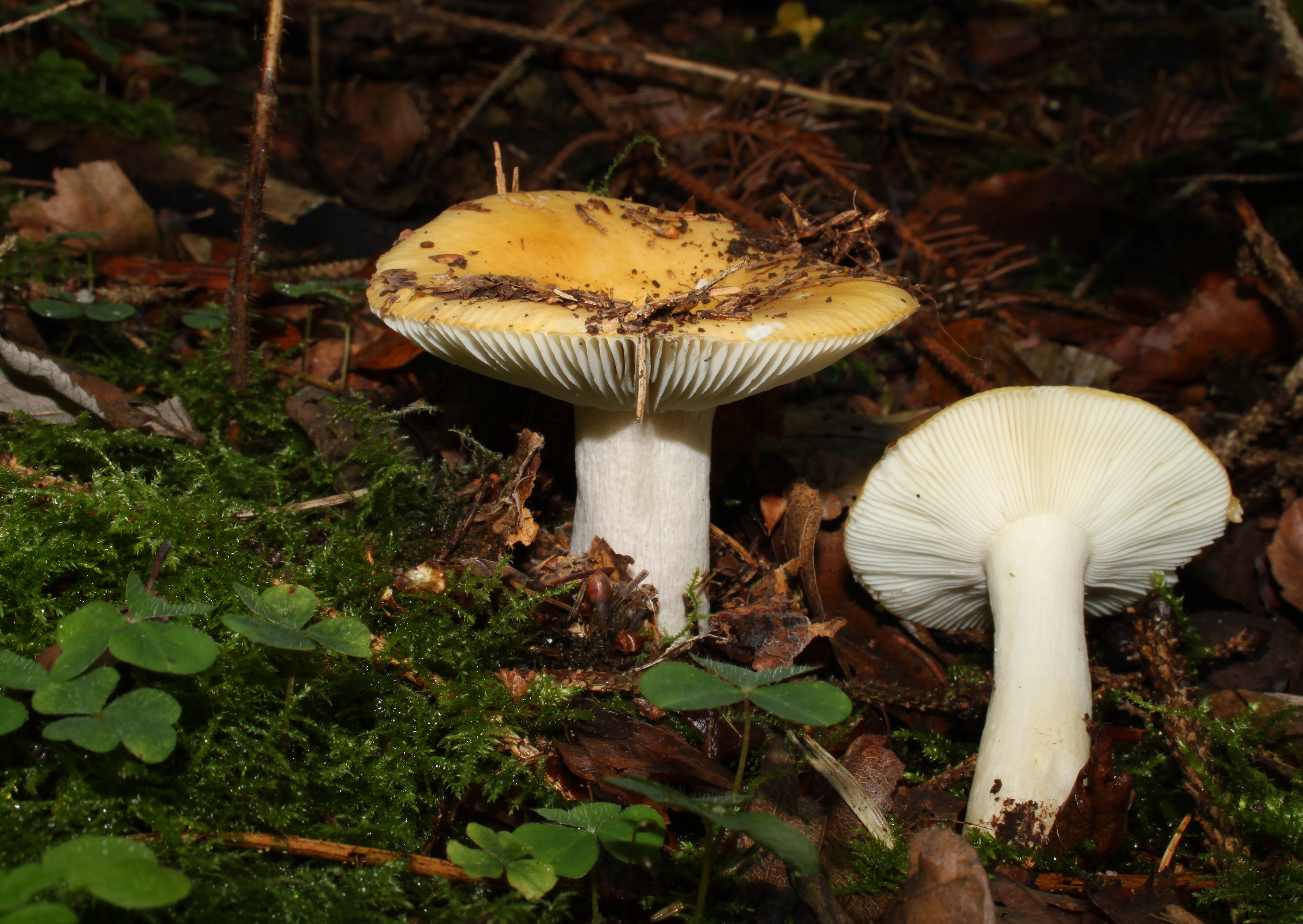 Okkergul Skørhat2