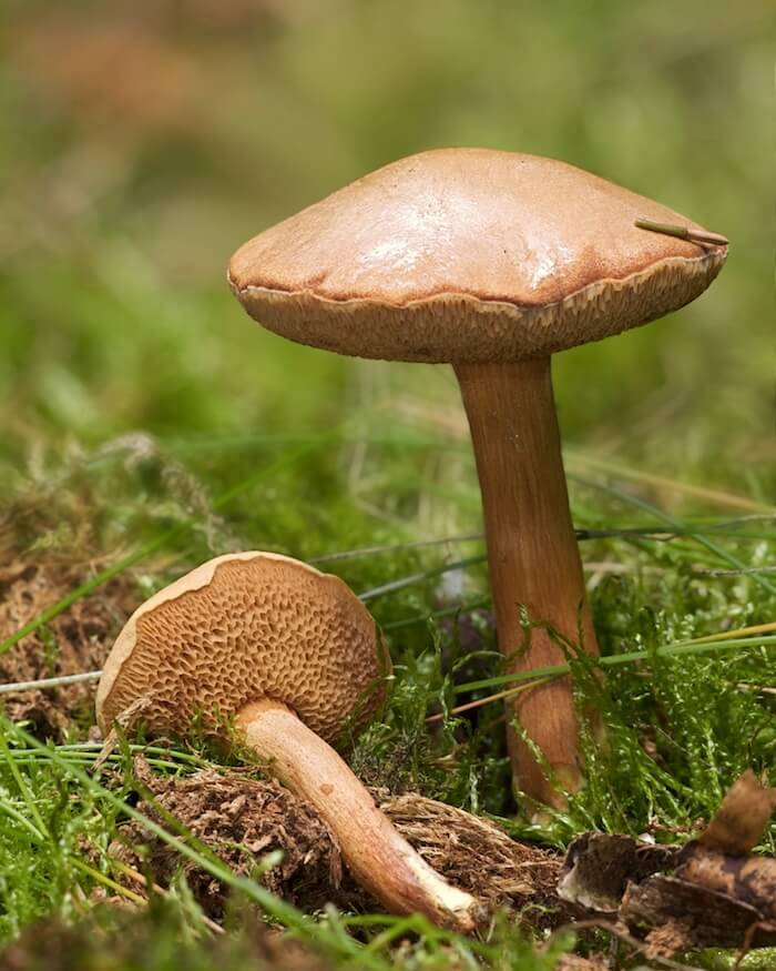 Peberrørhat