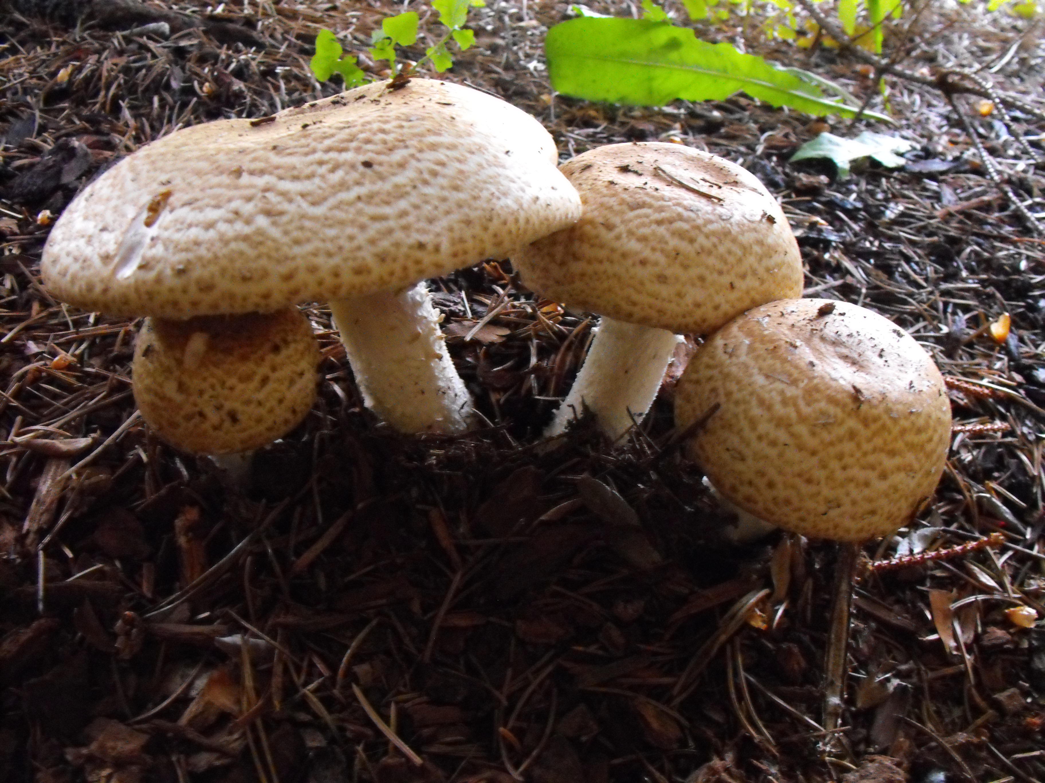 Prægtig Champignon2