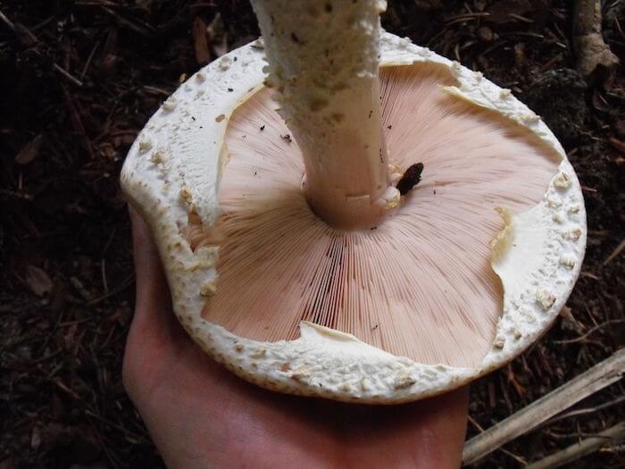 Prægtig Champignon