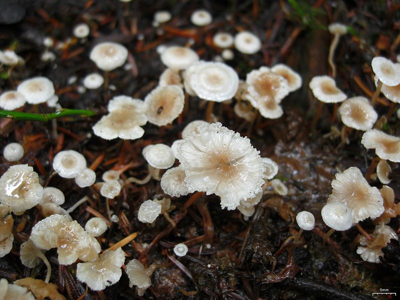 Silke-Fladhat1