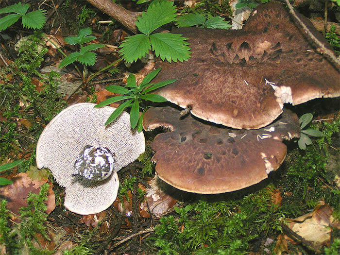 Skællet Kødpigsvamp