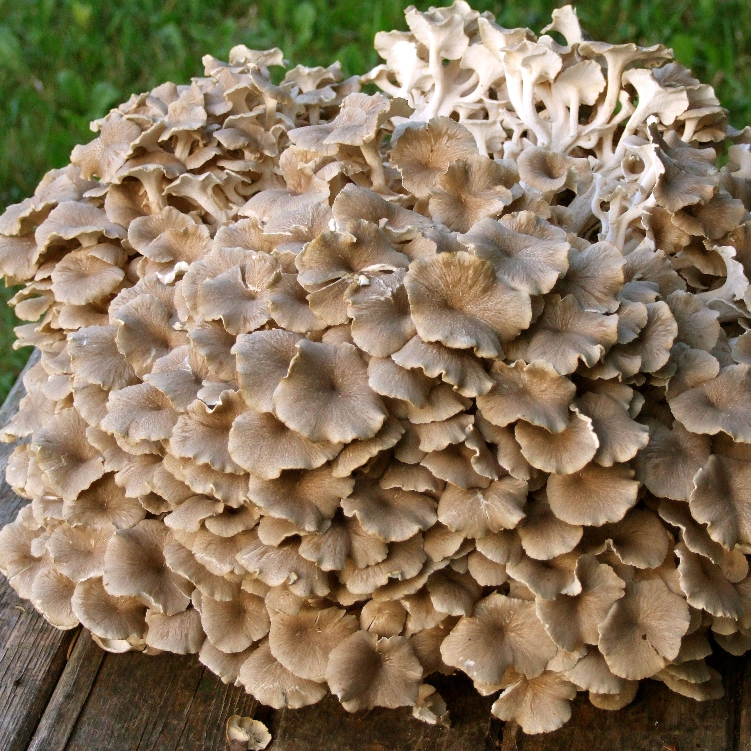 Skærmformet Stilkporesvamp