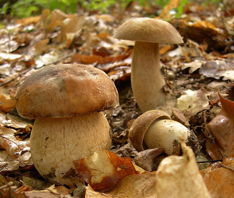 Sommer Rørhat3