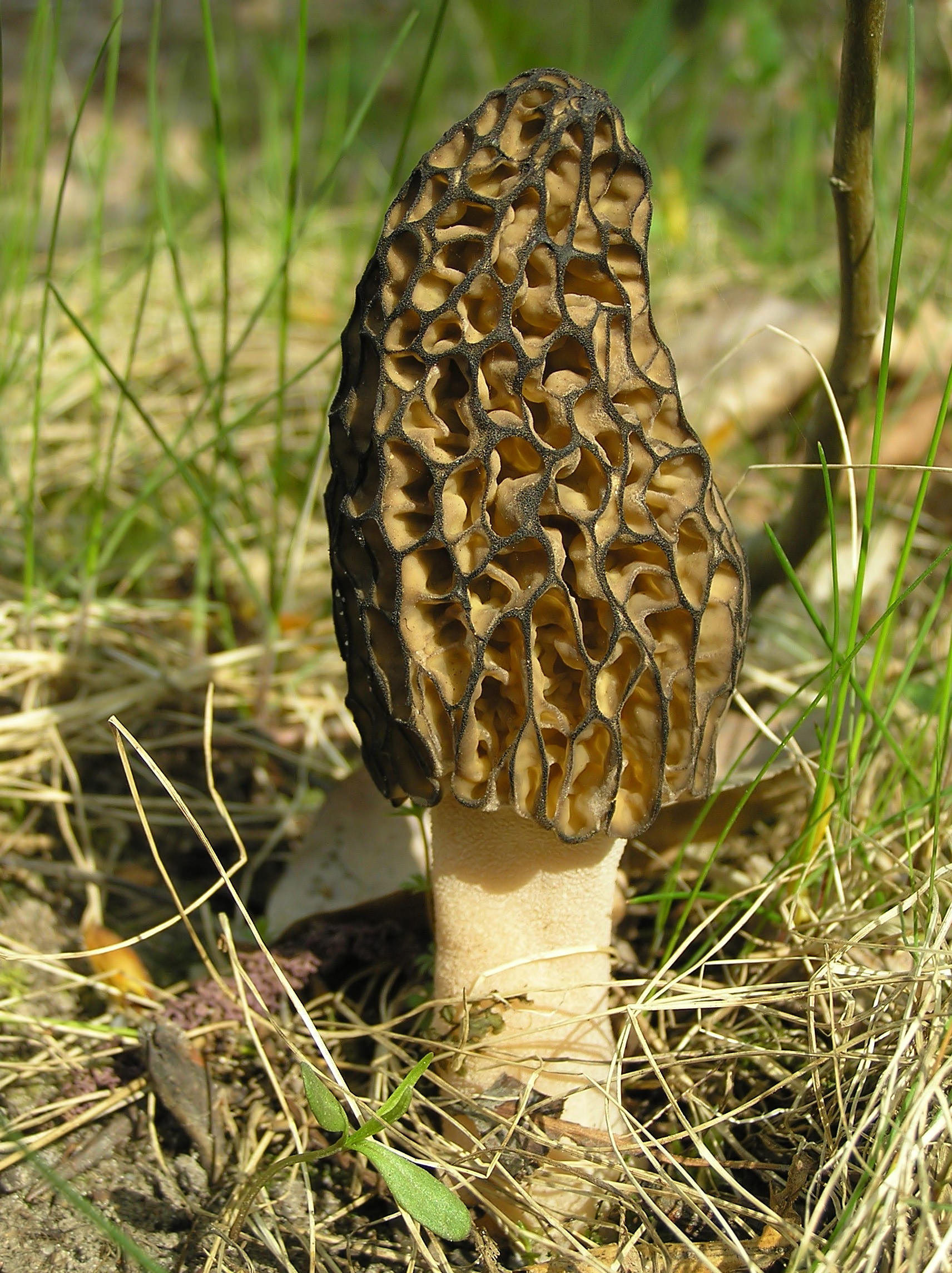 Spiselig Morkel1