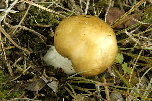 Stinkende Skørhat3