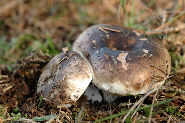 Sværtende Skørhat