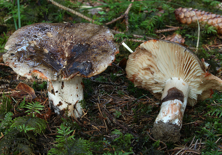 Sværtende Skørhat3