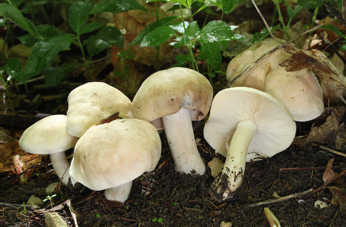 Vårmusseron