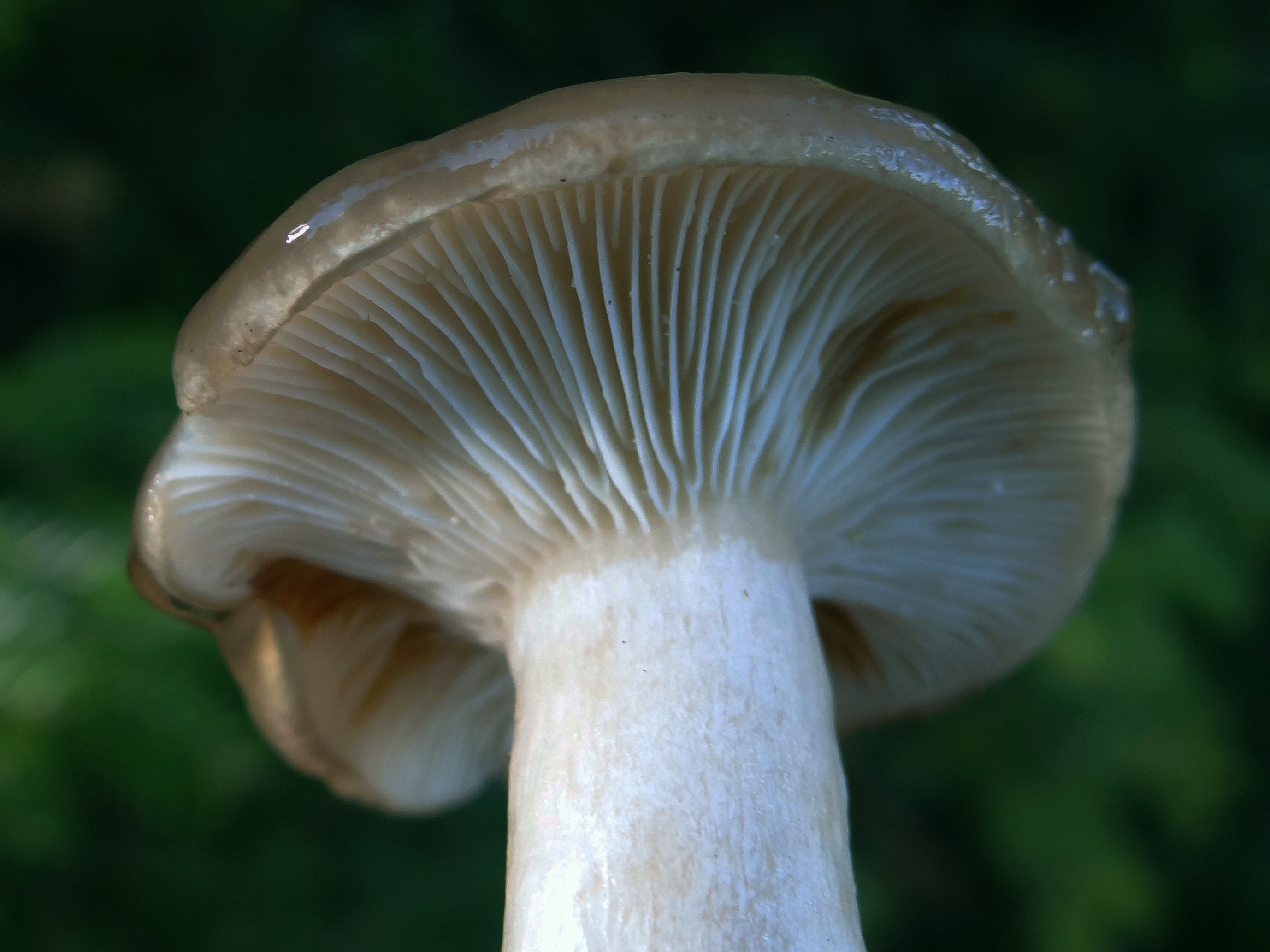 Vellugtende Sneglehat1