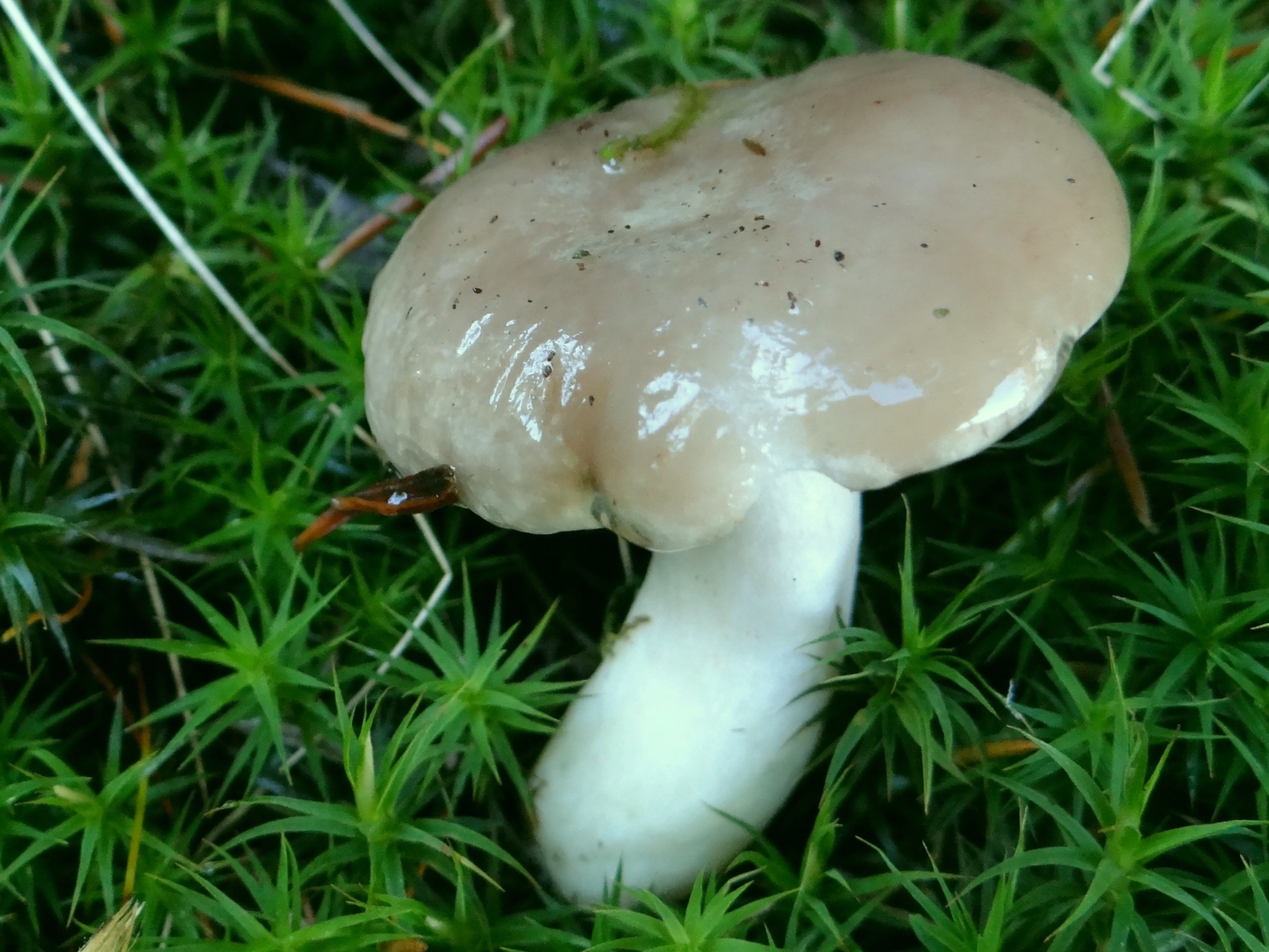 Vellugtende Sneglehat2