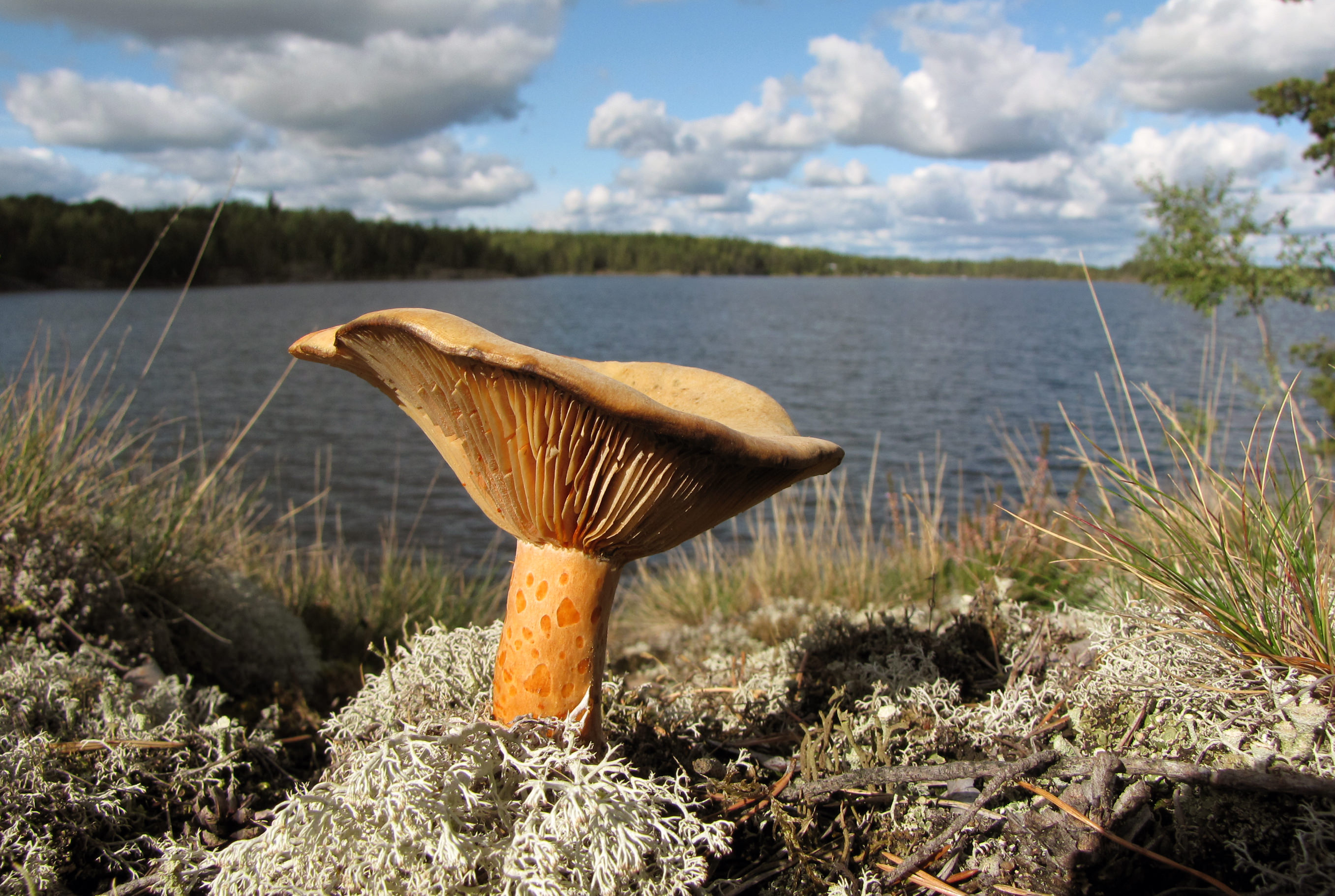 Velsmagende Mælkehat