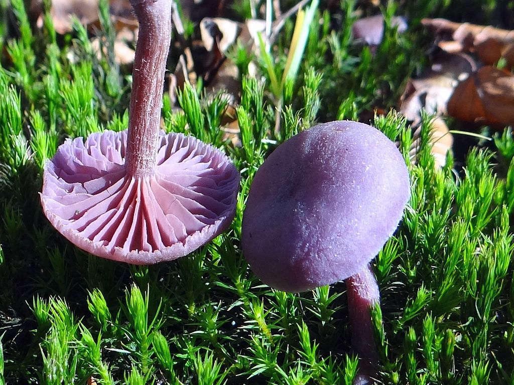 Violet Amethysthat