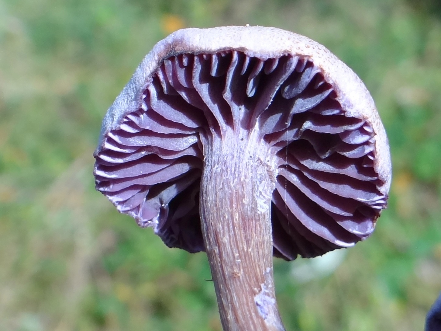 Violet Amethysthat2